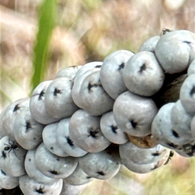 Cryptes baccatus (Wattle Tick Scale) at Aranda, ACT - 19 Oct 2024 by Jubeyjubes