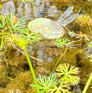 Anax papuensis at Aranda, ACT - 19 Oct 2024