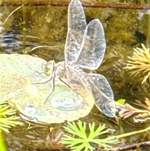 Anax papuensis at Aranda, ACT - 19 Oct 2024