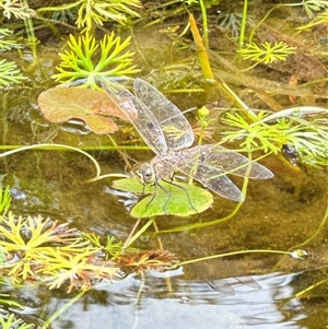 Anax papuensis at Aranda, ACT - 19 Oct 2024