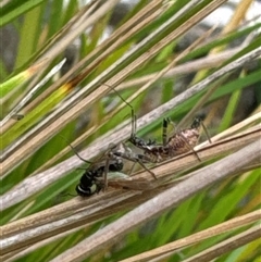 Reduviidae (family) (An assassin bug) at Aranda, ACT - 18 Oct 2024 by Jubeyjubes