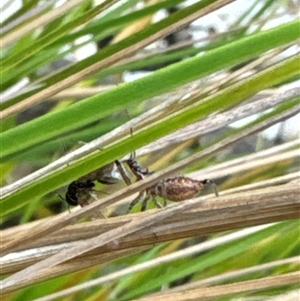 Reduviidae (family) at Aranda, ACT - 19 Oct 2024