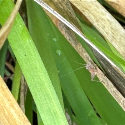 Unverified Grasshopper (several families) at Aranda, ACT - 19 Oct 2024 by Jubeyjubes