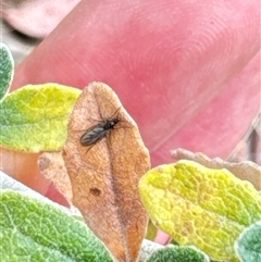 Sciaroidea sp. (Superfamily) (A fungus gnat or gall midge) at Aranda, ACT - 19 Oct 2024 by Jubeyjubes