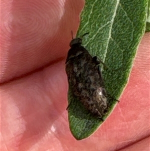 Ptilophorus sp. (genus) at Aranda, ACT - 19 Oct 2024