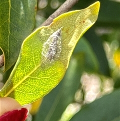 Lepidoptera unclassified IMMATURE (caterpillar or pupa or cocoon) at Aranda, ACT - 19 Oct 2024 by Jubeyjubes