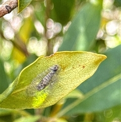 Lepidoptera unclassified IMMATURE at Aranda, ACT - 19 Oct 2024