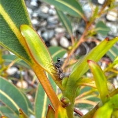 Cymbacha sp (genus) at Aranda, ACT - 19 Oct 2024 10:42 AM