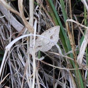 Taxeotis stereospila at Lyons, ACT - 19 Oct 2024