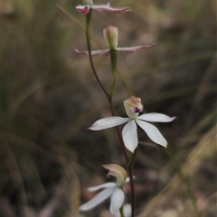 Caladenia moschata (Musky Caps) at Captains Flat, NSW - 19 Oct 2024 by Csteele4