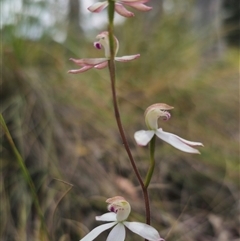 Caladenia moschata at Captains Flat, NSW - 19 Oct 2024