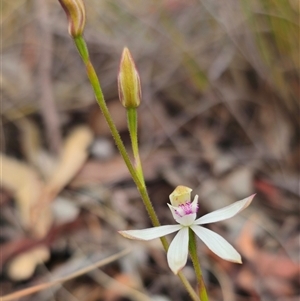 Caladenia moschata at Captains Flat, NSW - 19 Oct 2024