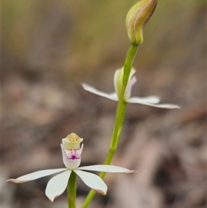 Caladenia moschata at Captains Flat, NSW - 19 Oct 2024