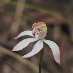 Caladenia moschata (Musky Caps) at Captains Flat, NSW - 19 Oct 2024 by Csteele4