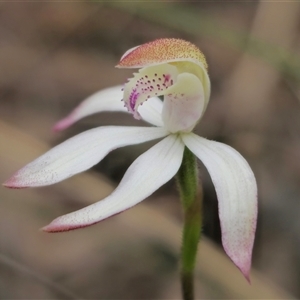 Caladenia moschata at Captains Flat, NSW - 19 Oct 2024