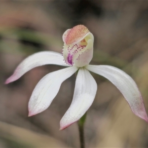 Caladenia moschata at Captains Flat, NSW - 19 Oct 2024