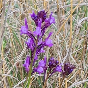 Linaria pelisseriana at Fadden, ACT - 19 Oct 2024 12:06 PM