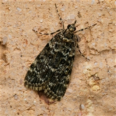 Scoparia objurgalis (A Crambid moth (Scopariini)) by DPRees125