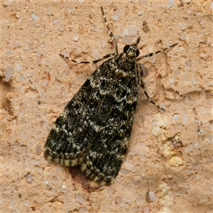 Scoparia objurgalis at suppressed - 16 Oct 2024