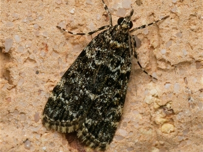 Scoparia objurgalis (A Crambid moth (Scopariini)) at Harrison, ACT - 16 Oct 2024 by DPRees125