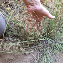 Lomandra multiflora at Lanitza, NSW - 19 Oct 2024 12:31 PM