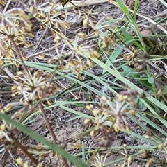 Lomandra multiflora at Lanitza, NSW - 19 Oct 2024 12:31 PM