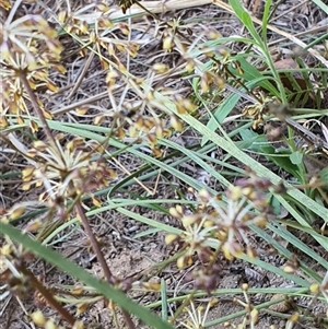 Lomandra multiflora at Lanitza, NSW - 19 Oct 2024 12:31 PM
