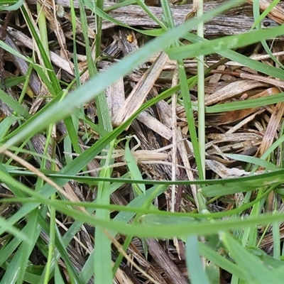 Thasyraea lepida (Prowling spider) at Lyons, ACT - 18 Oct 2024 by ran452