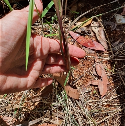 Dianella sp. at Lanitza, NSW - 19 Oct 2024 by MountKremnos