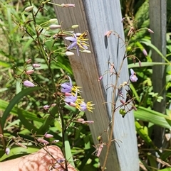 Dianella (genus) at Lanitza, NSW - 19 Oct 2024 12:39 PM