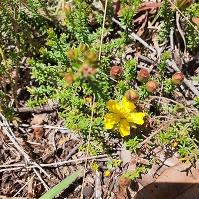 Hibbertia vestita (Hairy Guinea Flower) at Lanitza, NSW - 19 Oct 2024 by MountKremnos