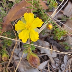 Hibbertia vestita at Lanitza, NSW - 19 Oct 2024 12:37 PM