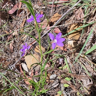Unverified Other Wildflower or Herb at Lanitza, NSW - 19 Oct 2024 by MountKremnos