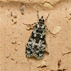 Scoparia exhibitalis (A Crambid moth) at Harrison, ACT - 17 Oct 2024 by DPRees125