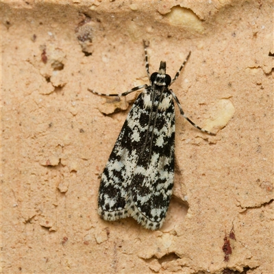 Scoparia exhibitalis (A Crambid moth) at Harrison, ACT - 17 Oct 2024 by DPRees125