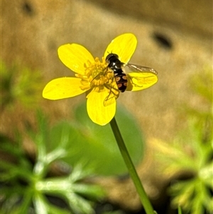 Melangyna viridiceps at Aranda, ACT - 19 Oct 2024 12:39 PM