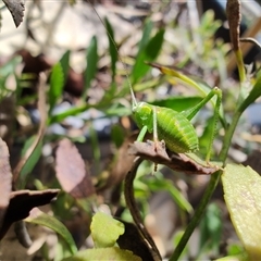 Caedicia simplex at Greenleigh, NSW - 19 Oct 2024 12:12 PM