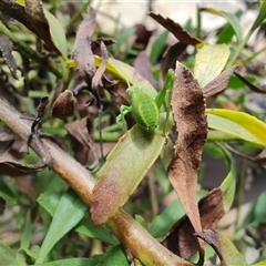 Caedicia simplex at Greenleigh, NSW - 19 Oct 2024