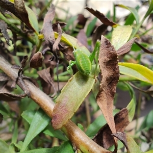 Caedicia simplex at Greenleigh, NSW - 19 Oct 2024