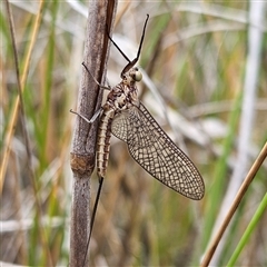 Ephemeroptera (order) (Unidentified Mayfly) at Bombay, NSW - 19 Oct 2024 by MatthewFrawley