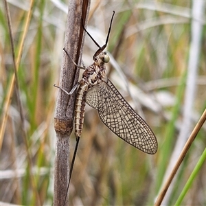 Ephemeroptera (order) at Bombay, NSW - 19 Oct 2024 10:41 AM