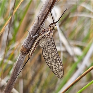 Ephemeroptera (order) at Bombay, NSW - 19 Oct 2024 10:41 AM