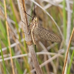 Ephemeroptera (order) at Bombay, NSW - 19 Oct 2024 10:41 AM