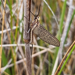 Ephemeroptera (order) at Bombay, NSW - 19 Oct 2024 10:41 AM