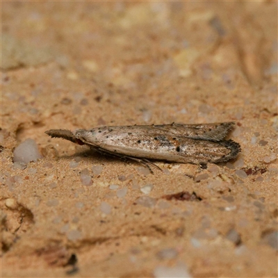 Carposina latebrosa (A Fruitworm moth (Family Carposinidae)) at Harrison, ACT - 17 Oct 2024 by DPRees125