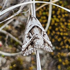 Dichromodes stilbiata (White-barred Heath Moth) at Bombay, NSW - 18 Oct 2024 by MatthewFrawley