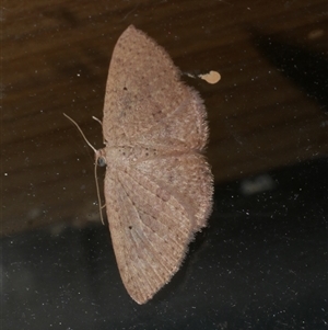 Poecilasthena anthodes (Orange-grounded Delicate) at Freshwater Creek, VIC by WendyEM