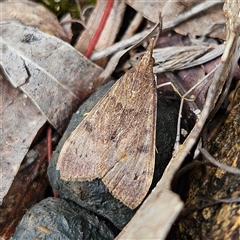 Uresiphita ornithopteralis (Tree Lucerne Moth) at Bombay, NSW - 19 Oct 2024 by MatthewFrawley