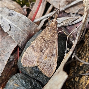 Uresiphita ornithopteralis at Bombay, NSW - 19 Oct 2024