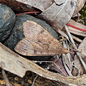 Uresiphita ornithopteralis at Bombay, NSW - 19 Oct 2024